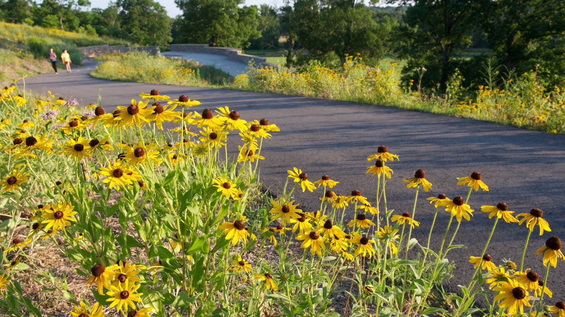 Wildflower Blooms