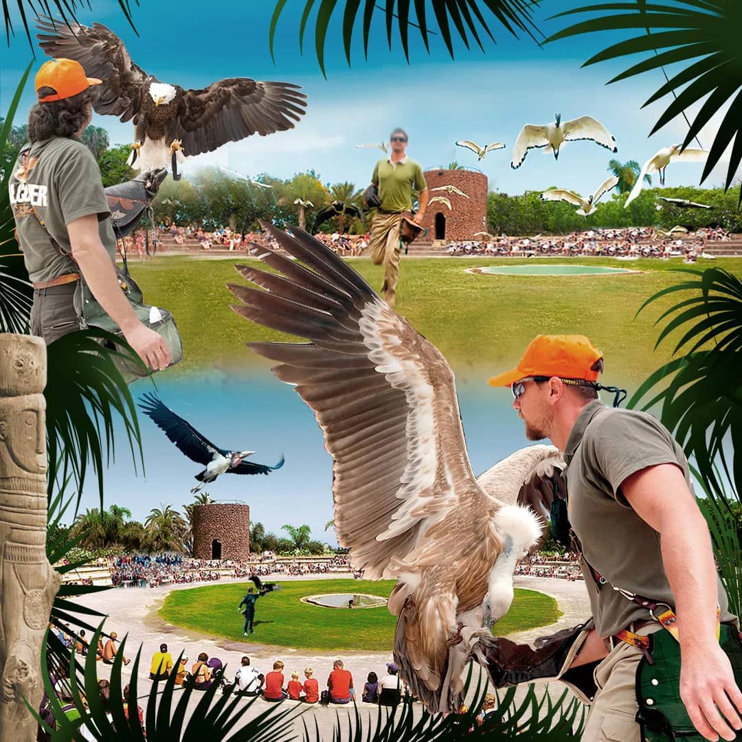 Bird of Prey Show