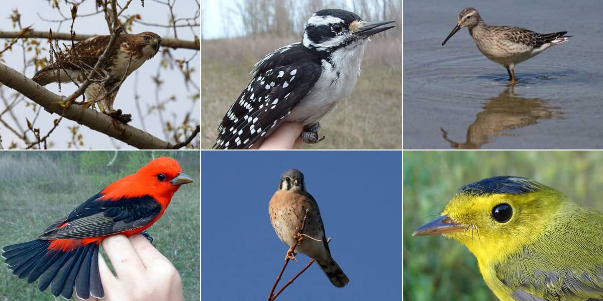 Birdwatching Hotspots