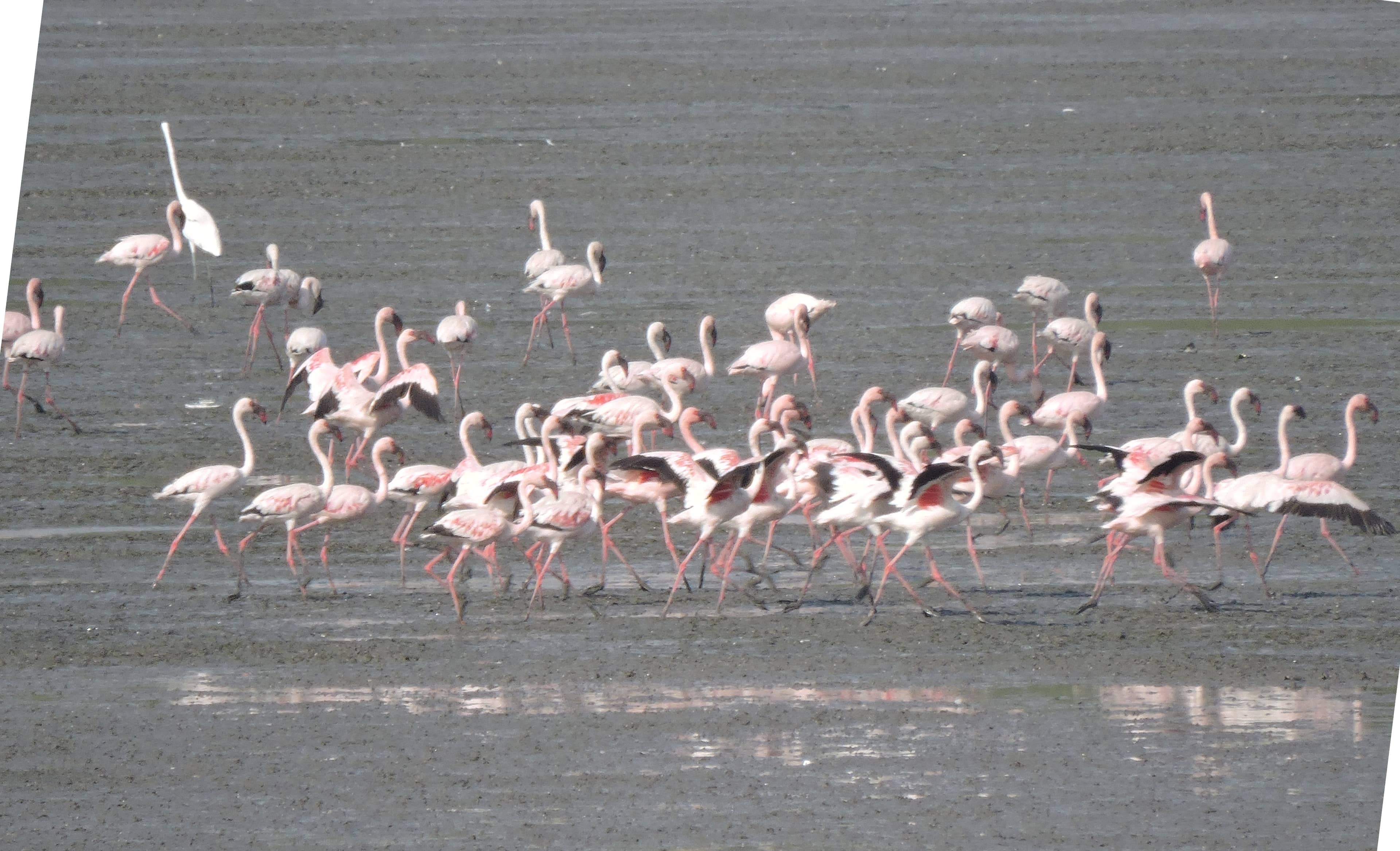 Mudflats and Wildlife