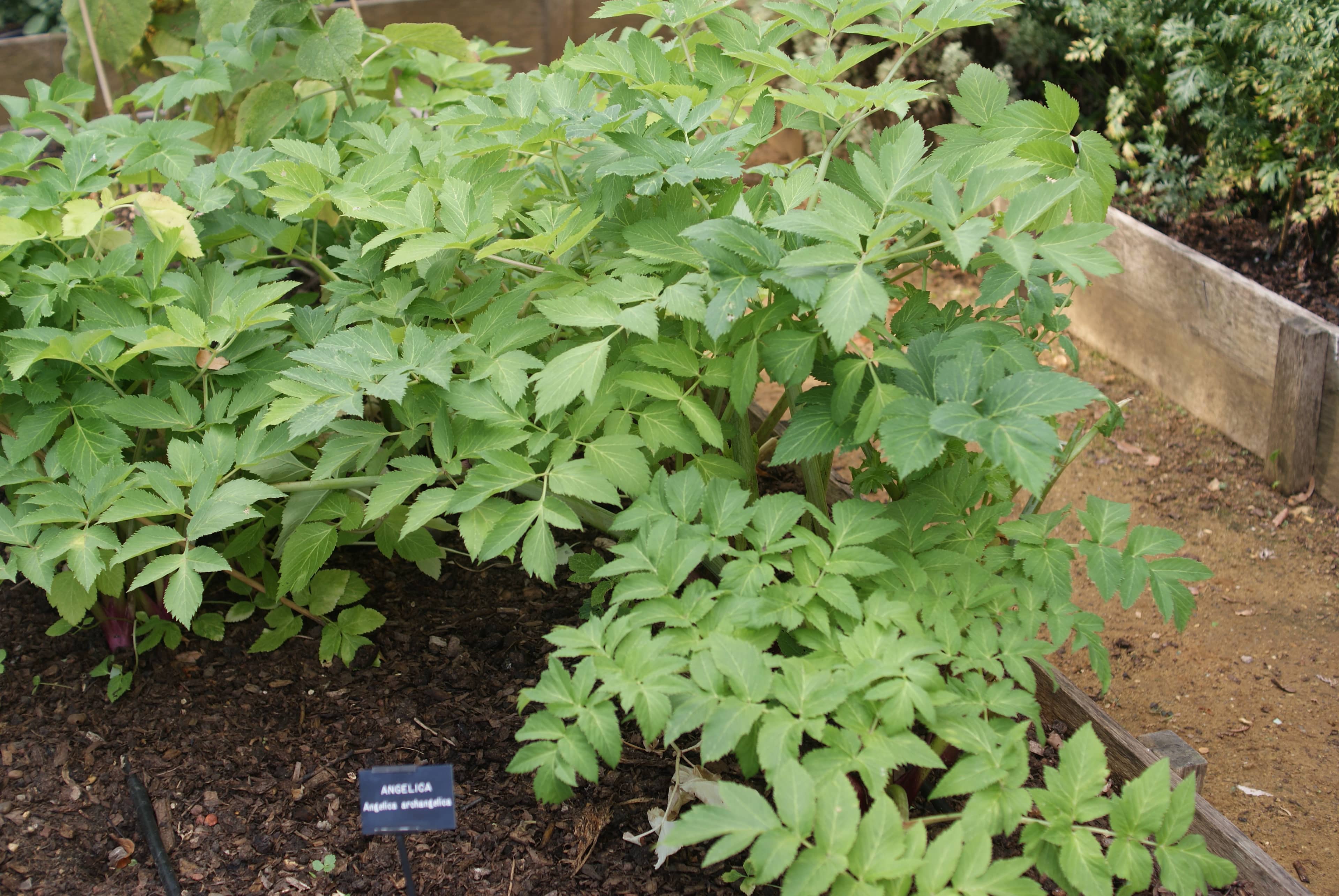 Walled Herb Garden
