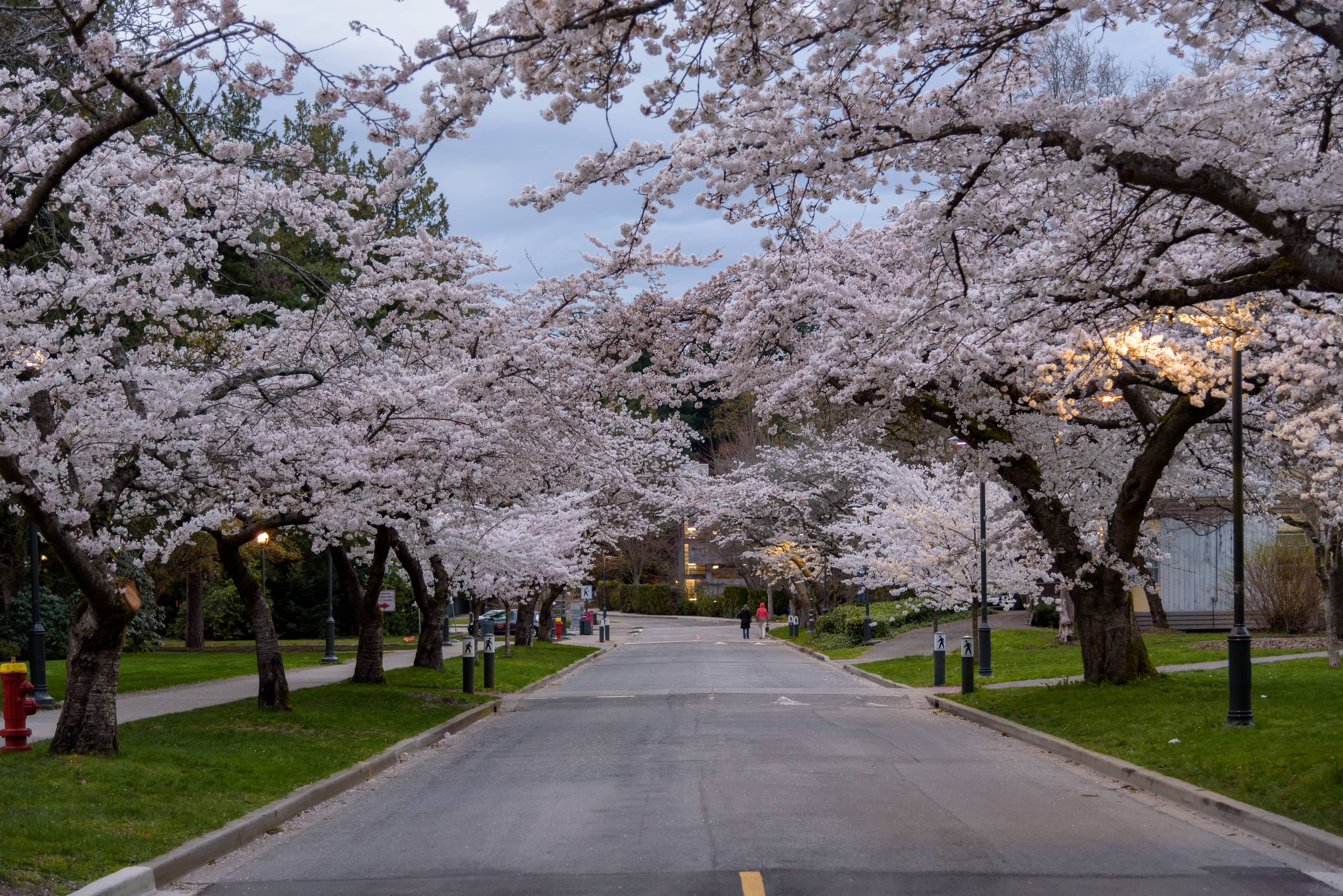 Cherry Blossom Season Magic