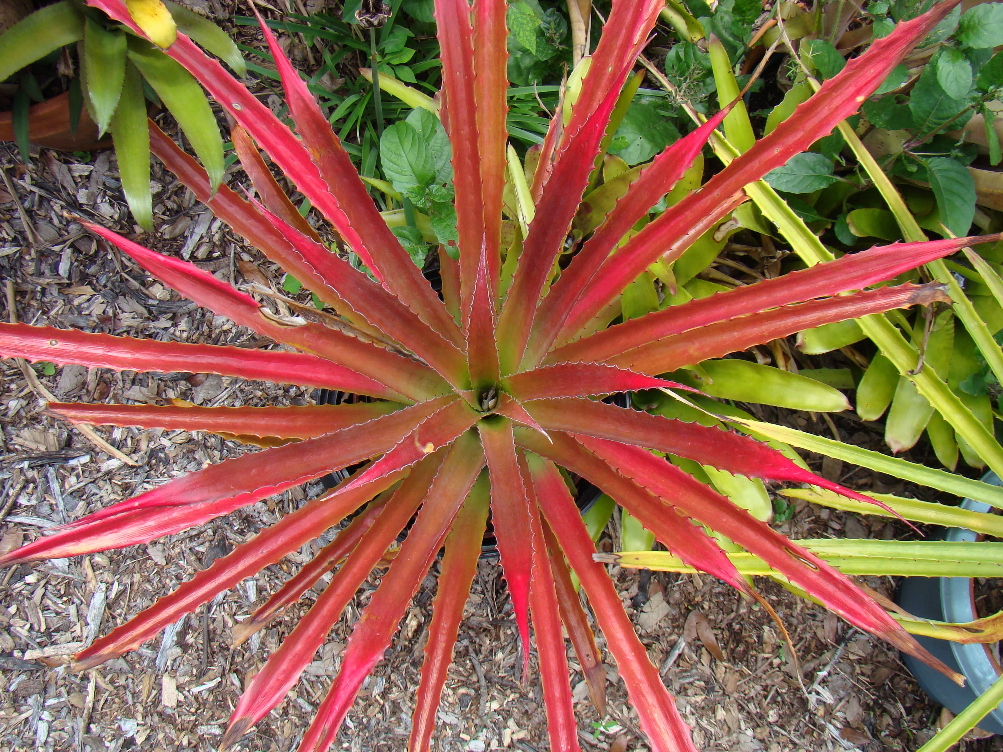Diverse Plant Collections
