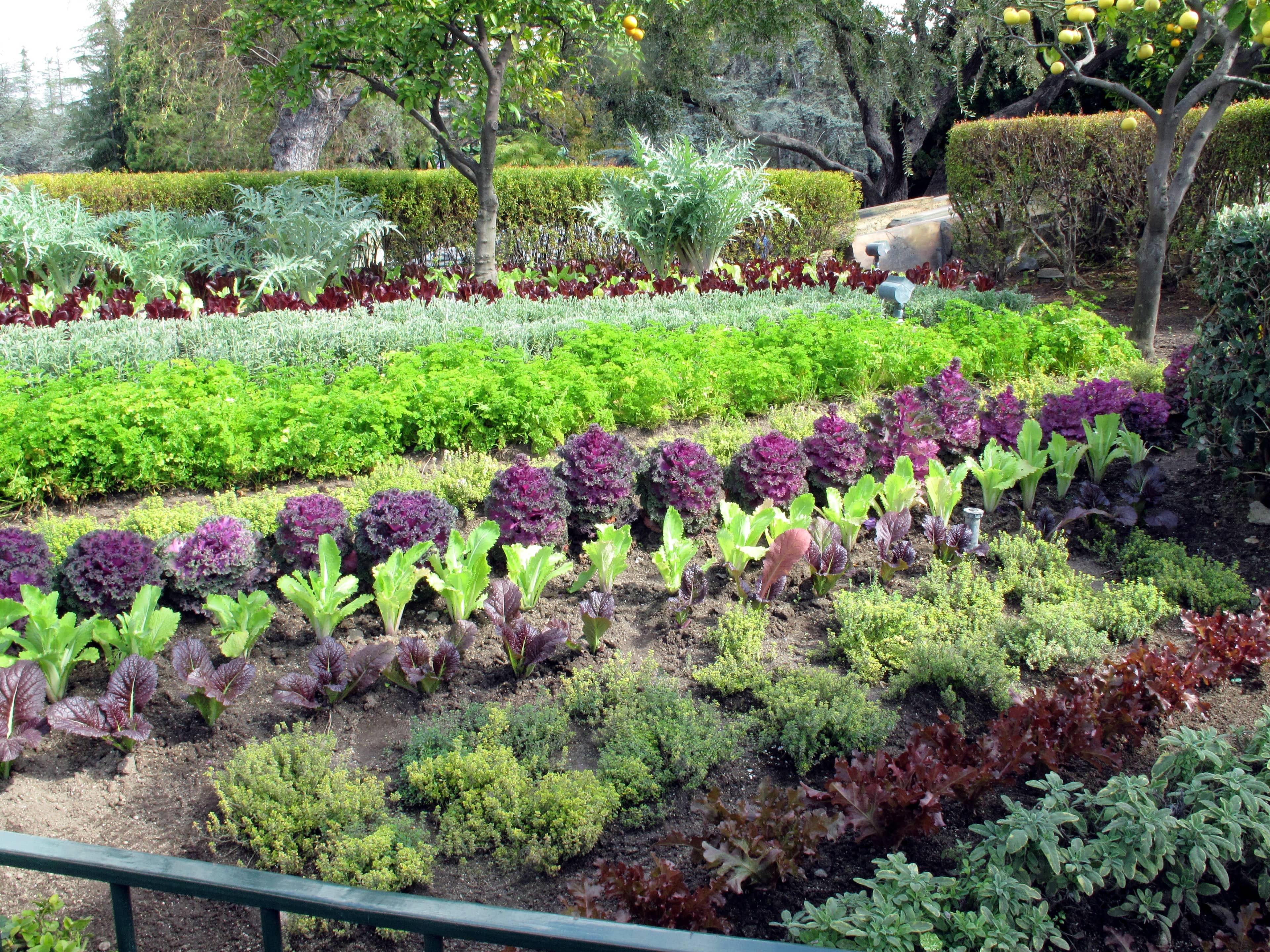 Edible Garden