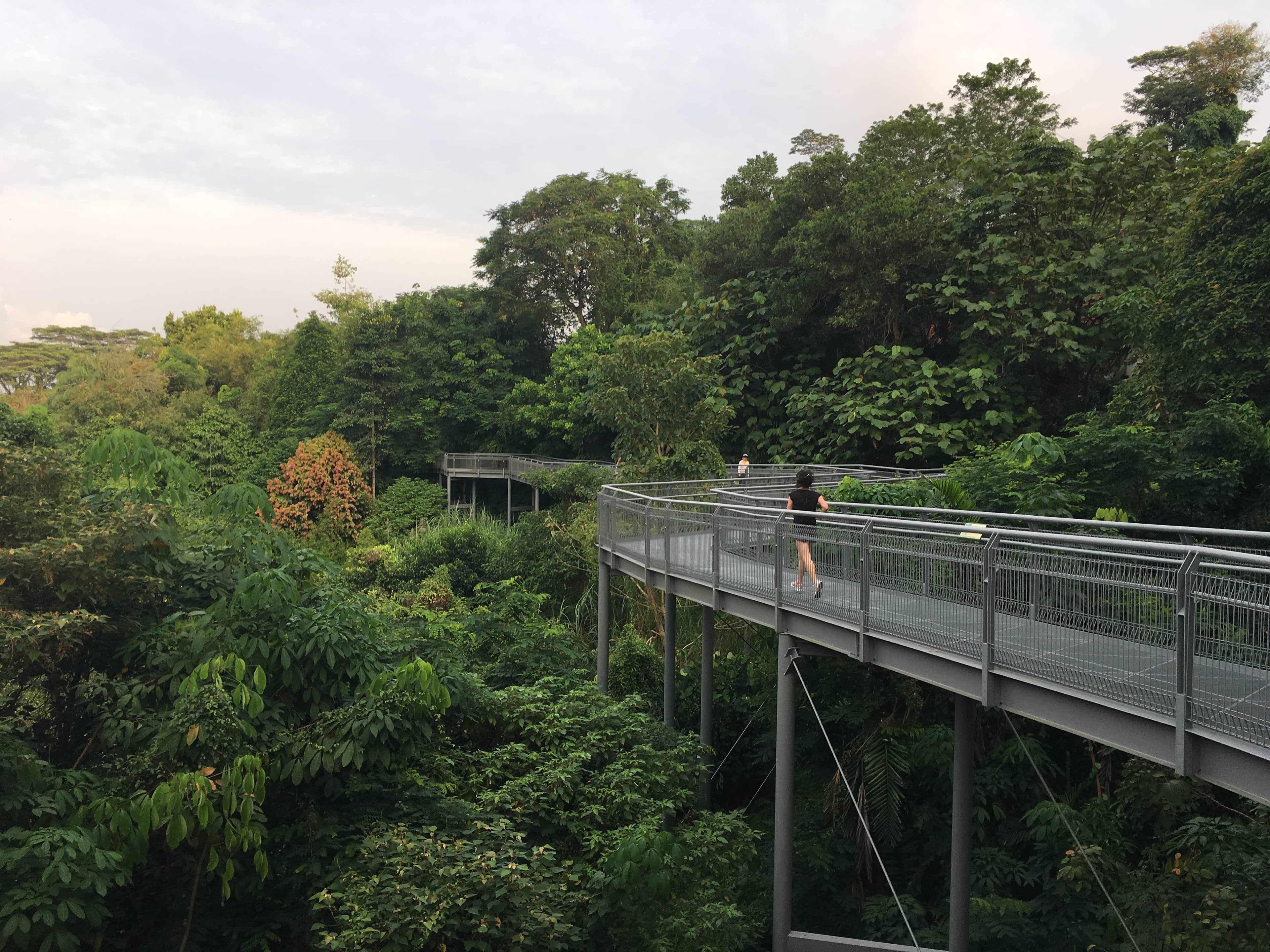 Forest Walk & Canopy Walk