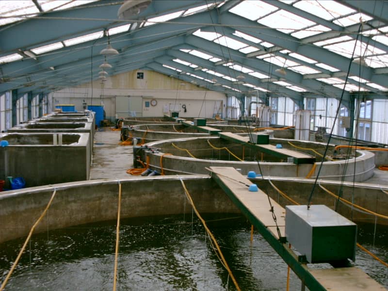 Incubation Area