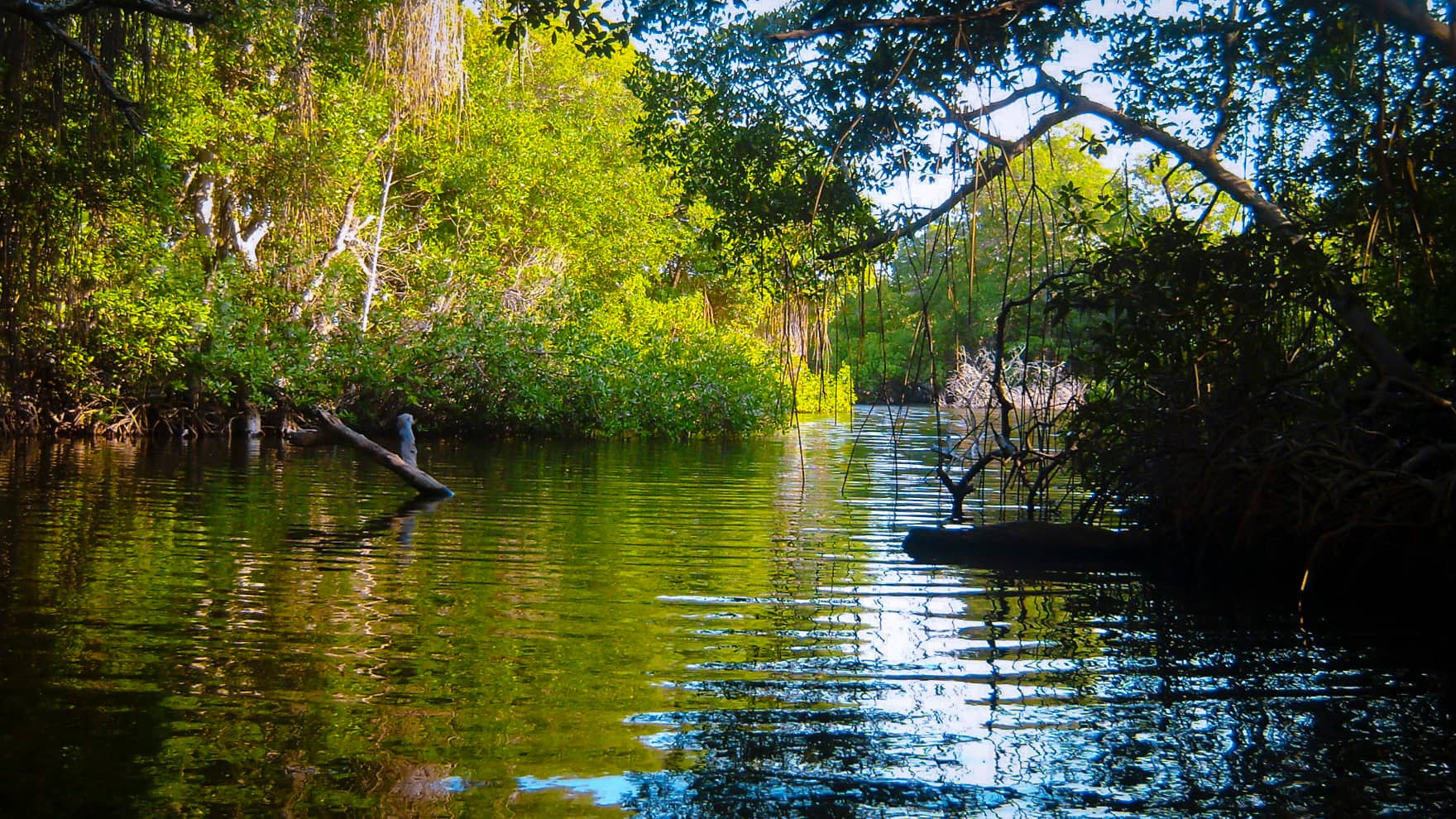 Mangrove Views
