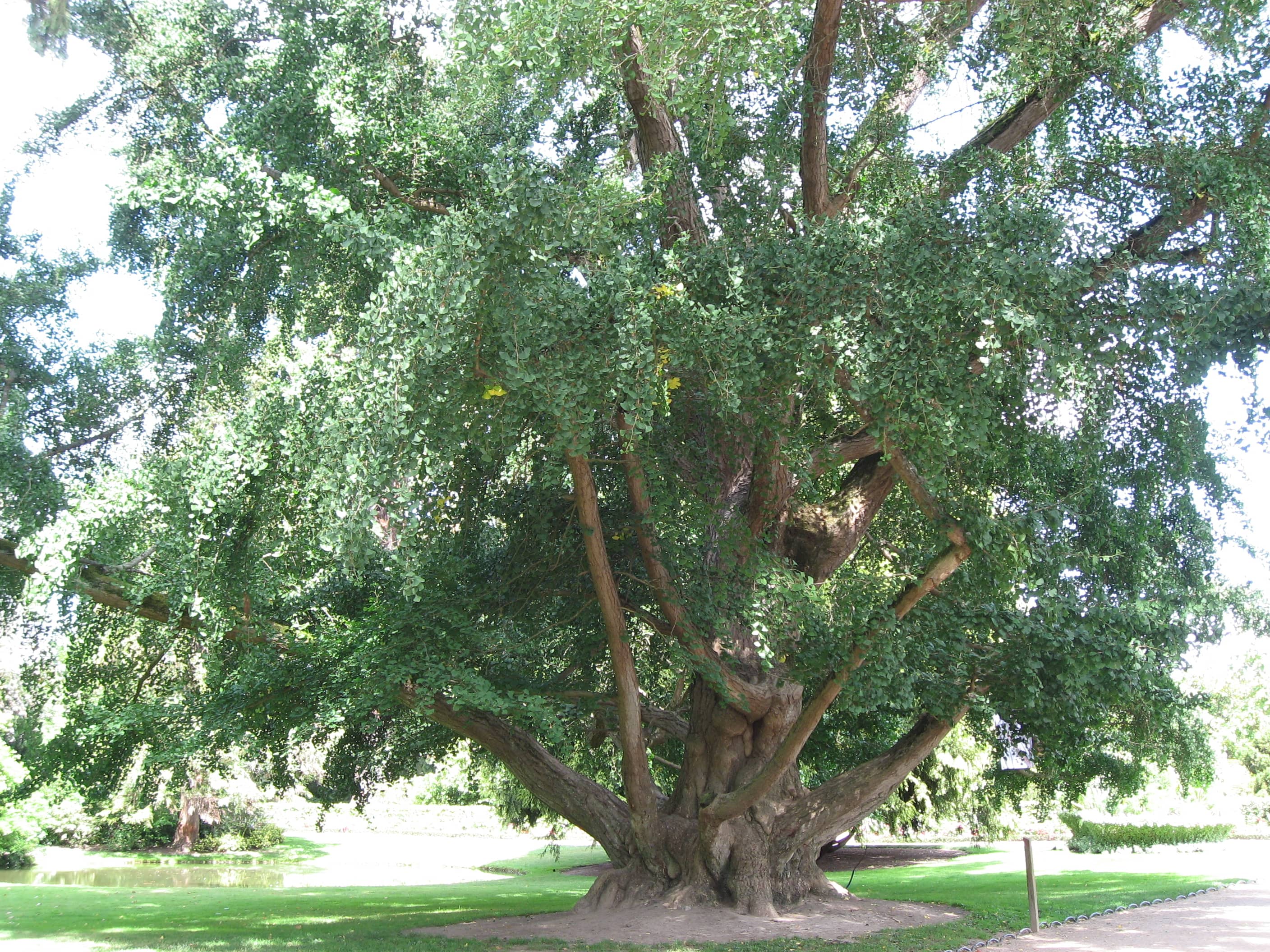 Ancient Gingko Tree