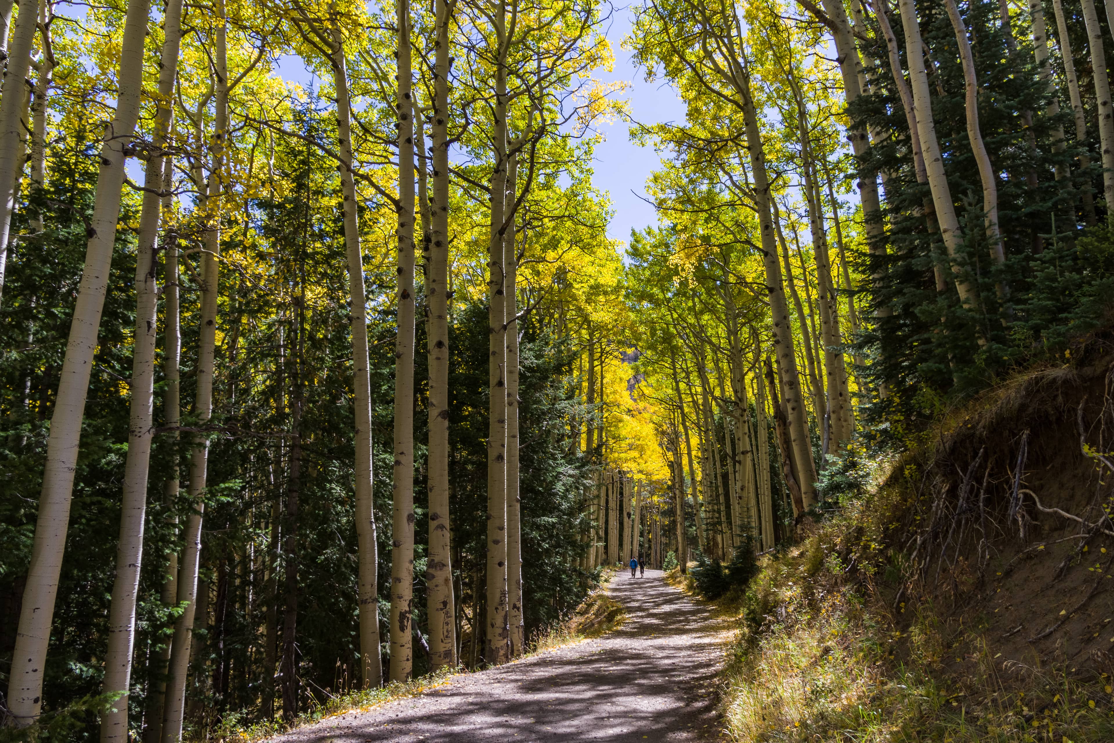 San Francisco Peaks Views