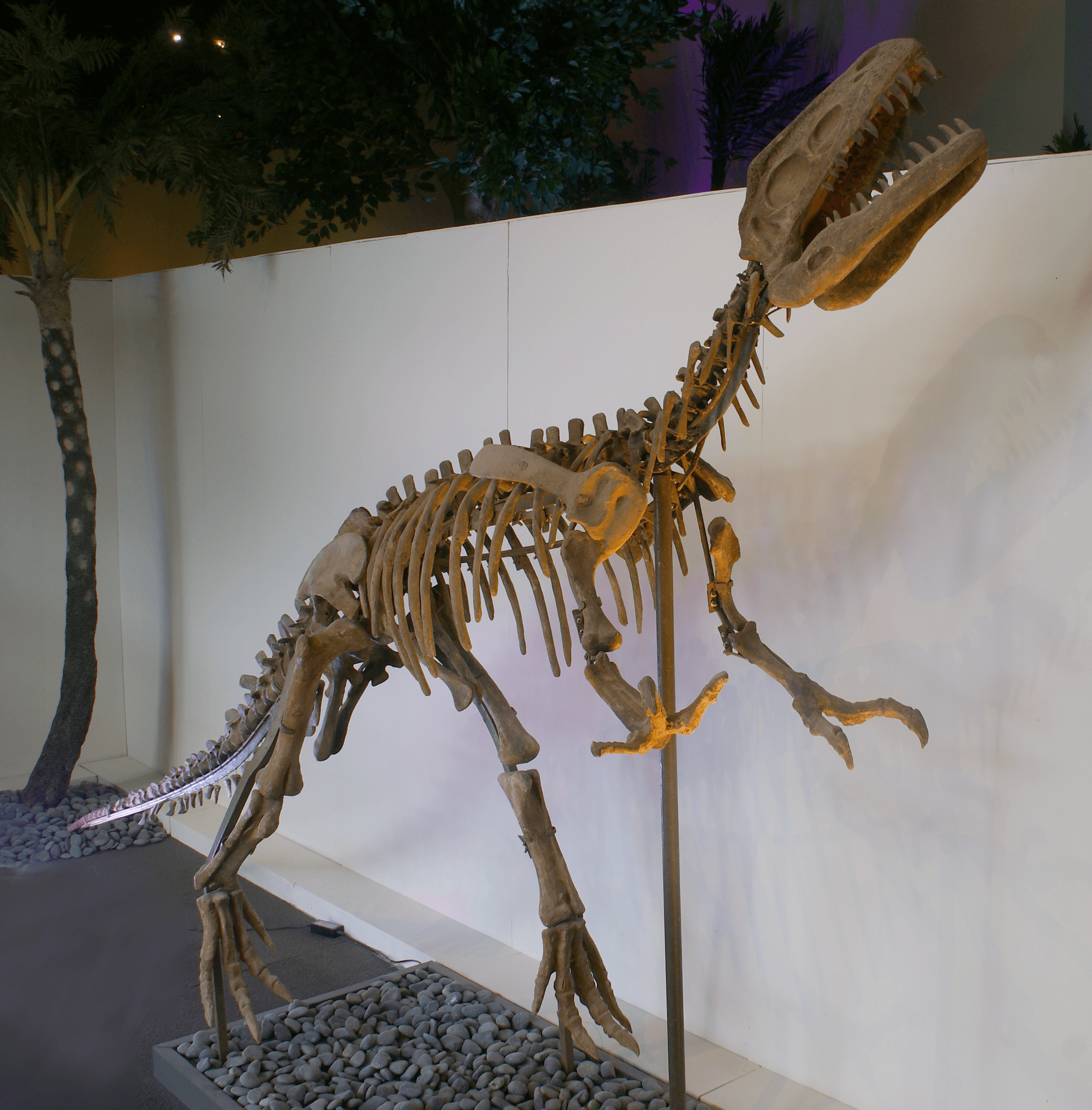 Dinosaur Exhibit
