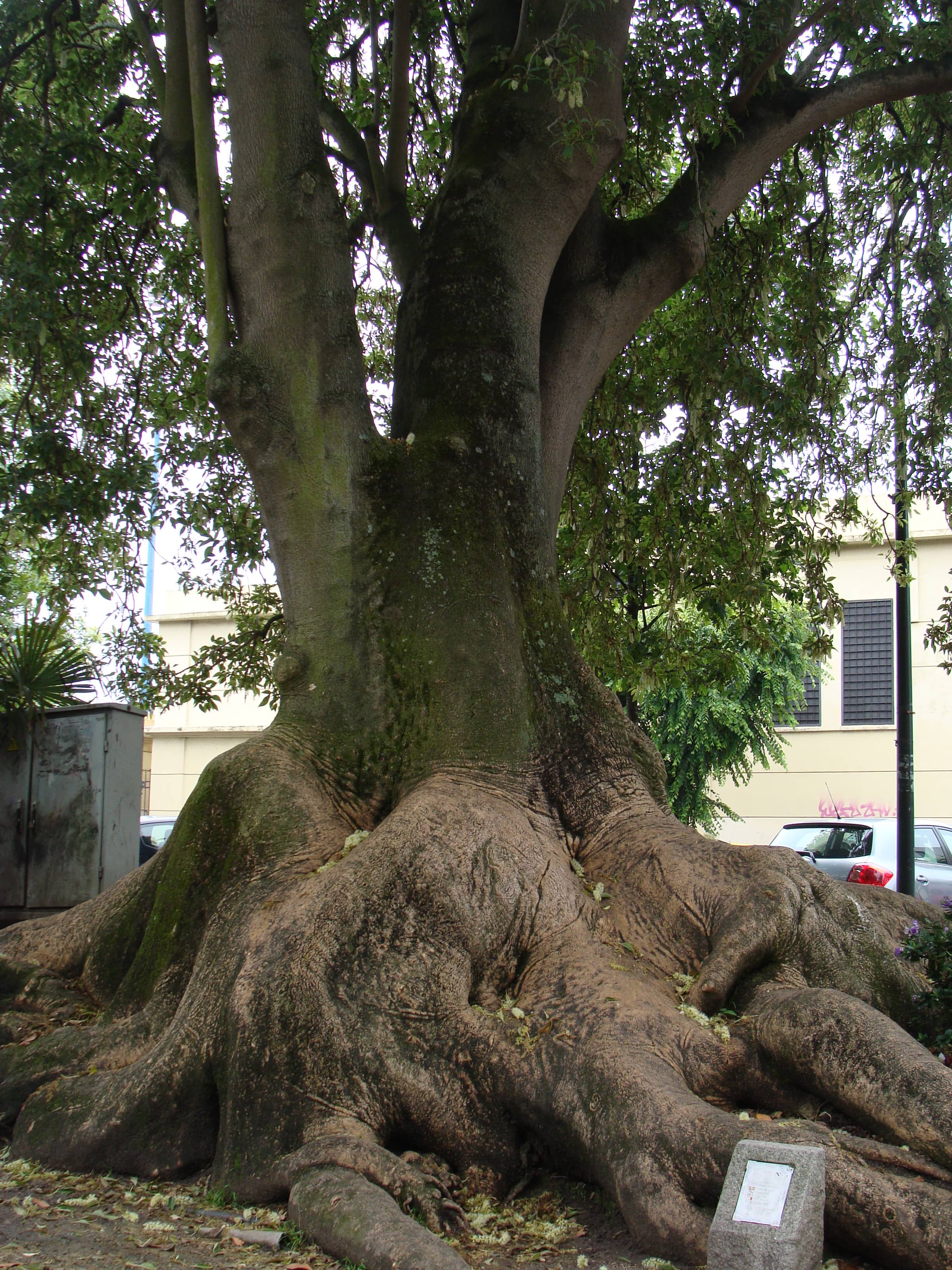 Unique Herbaceous Tree