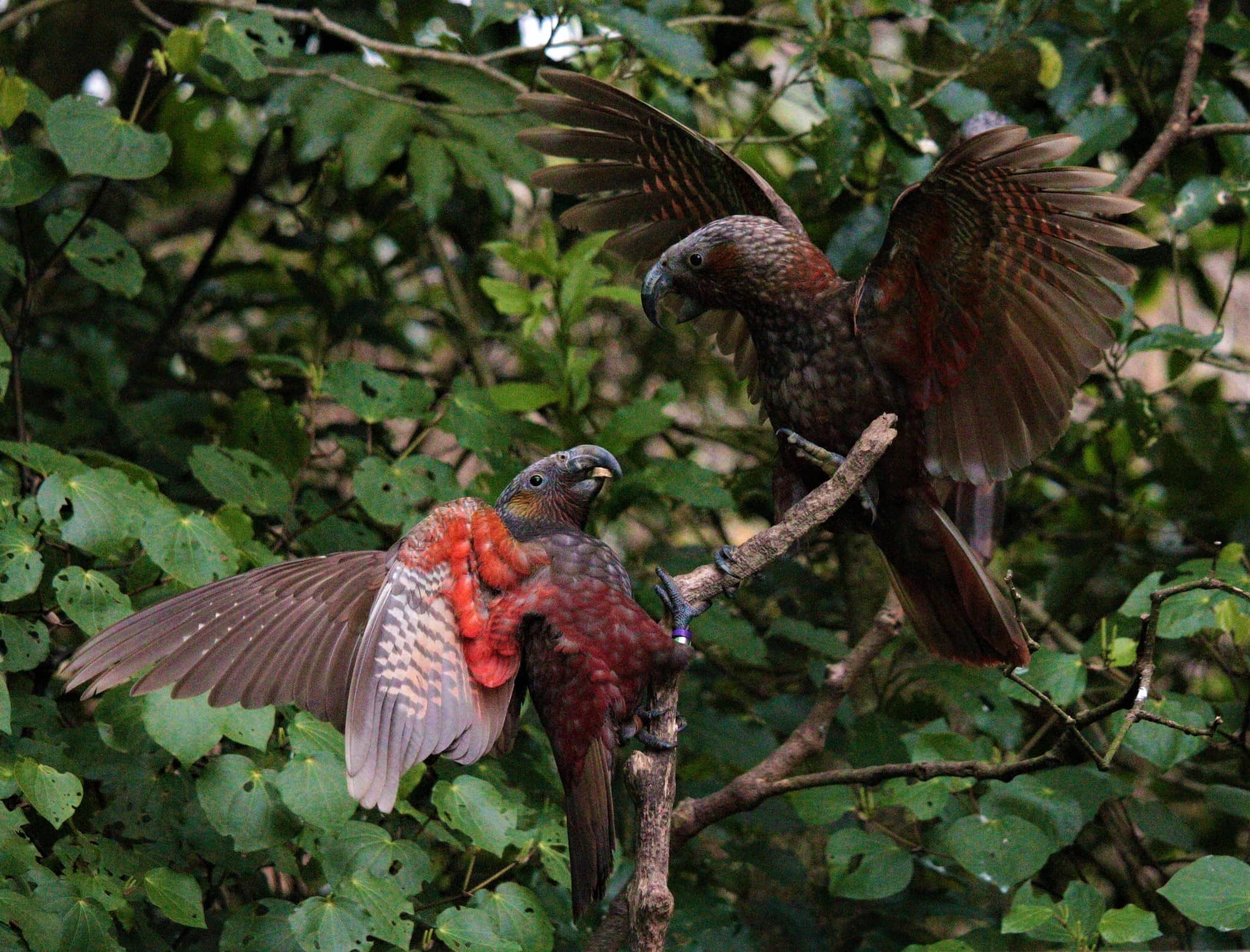 Kākā Encounters