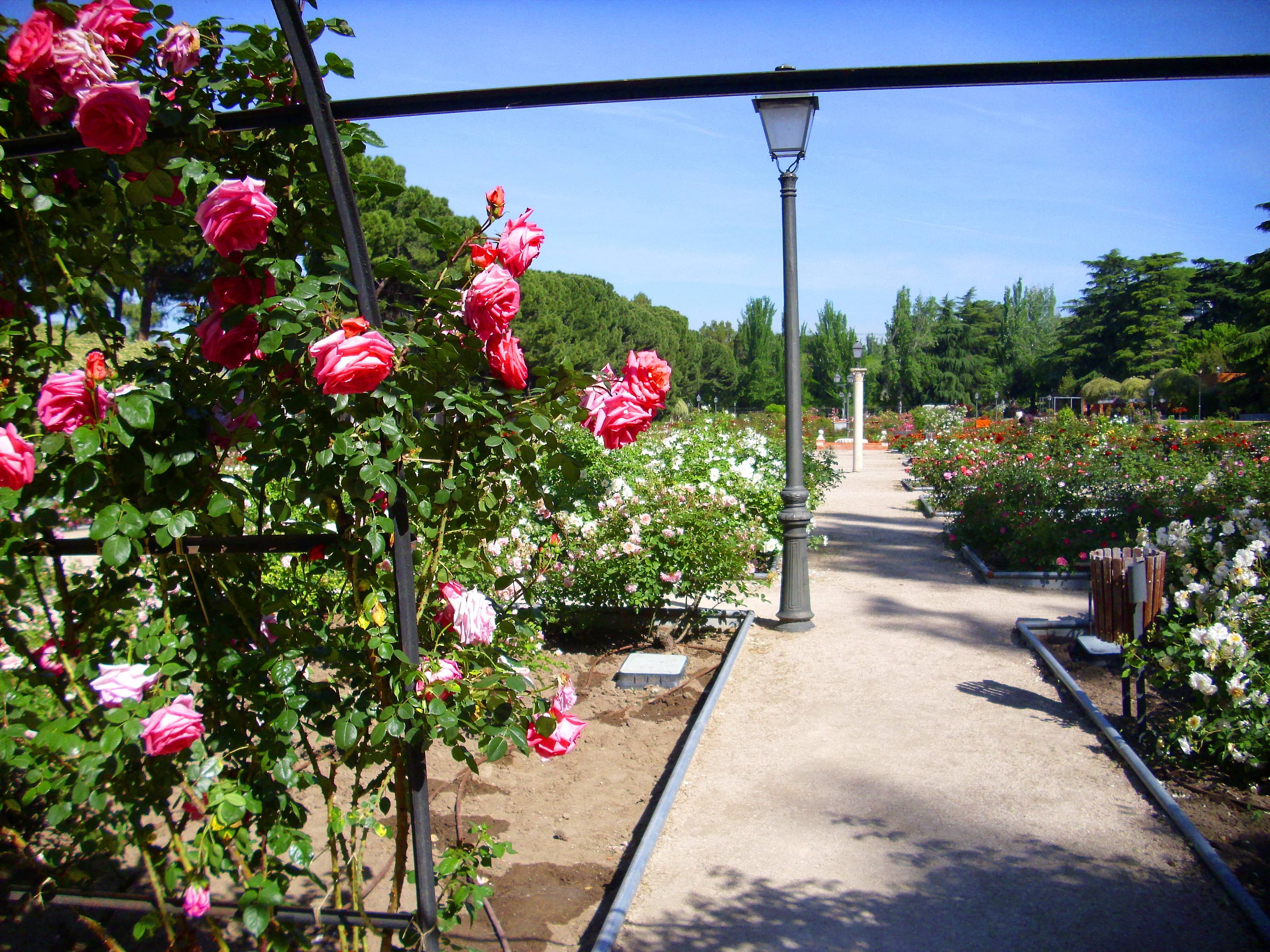Serene Rose Garden