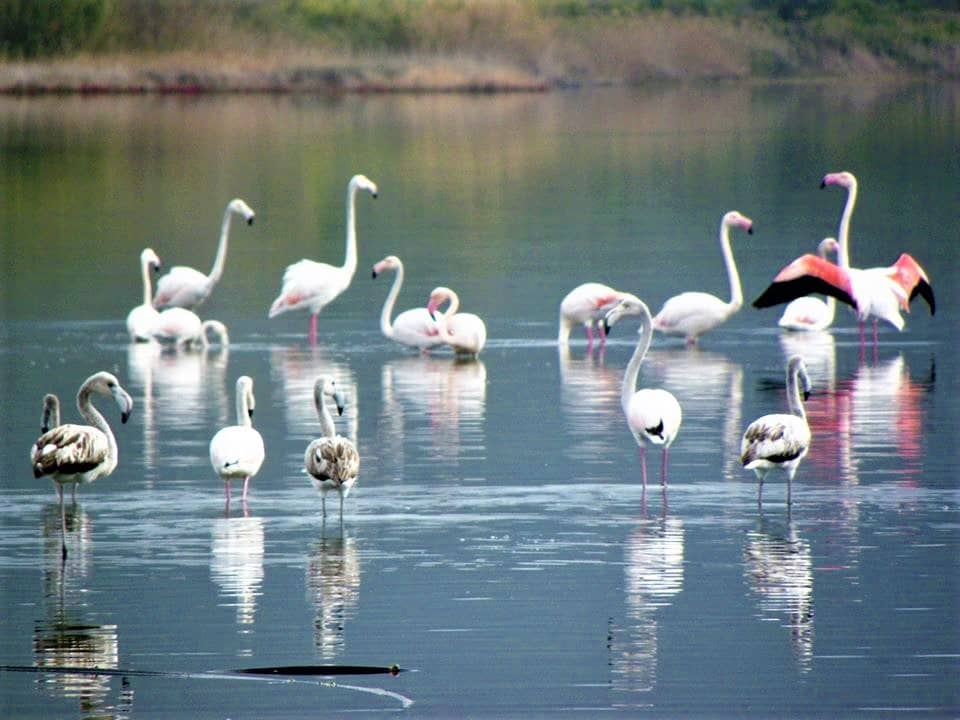 Wildlife and Birdwatching