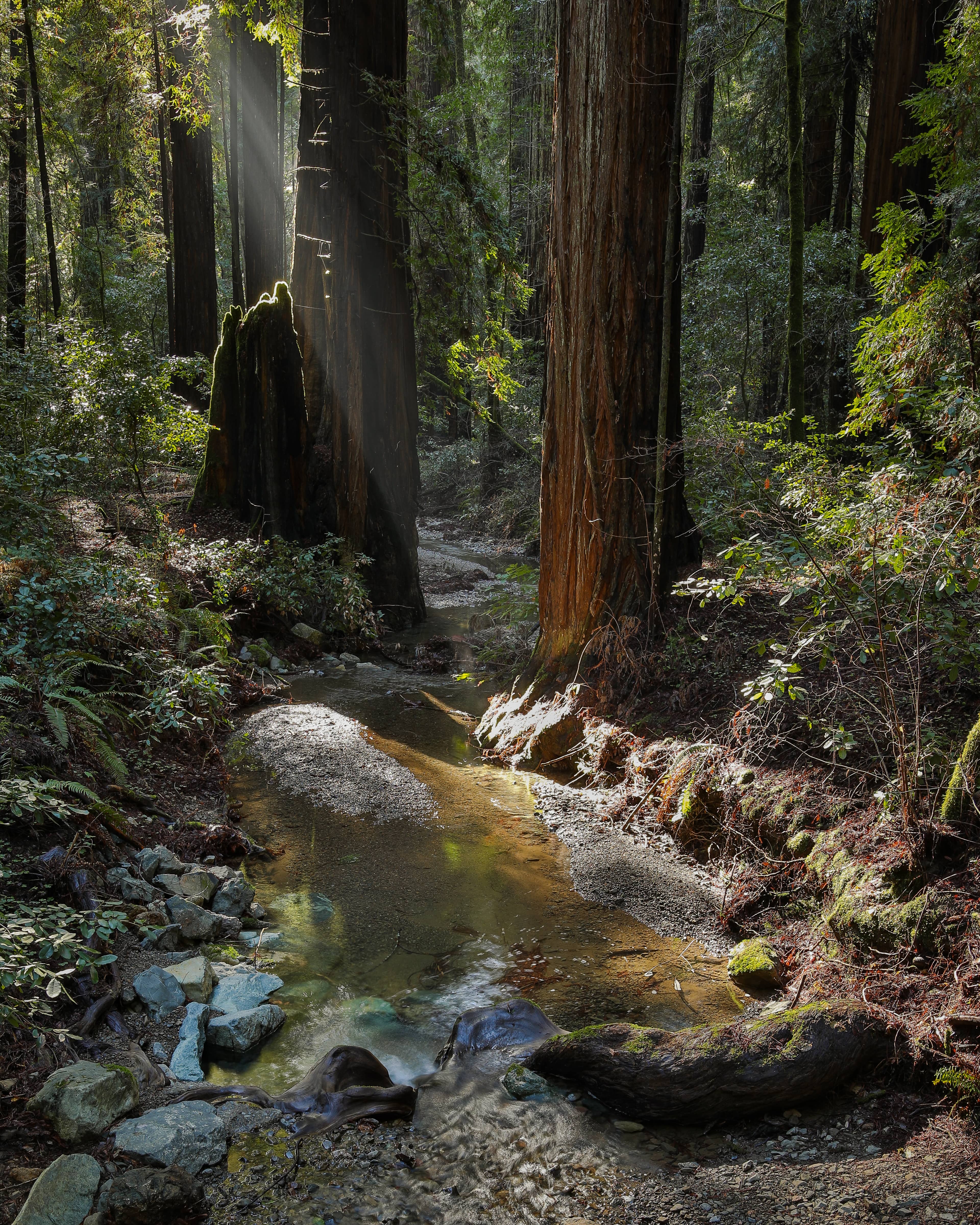 Charming Creek