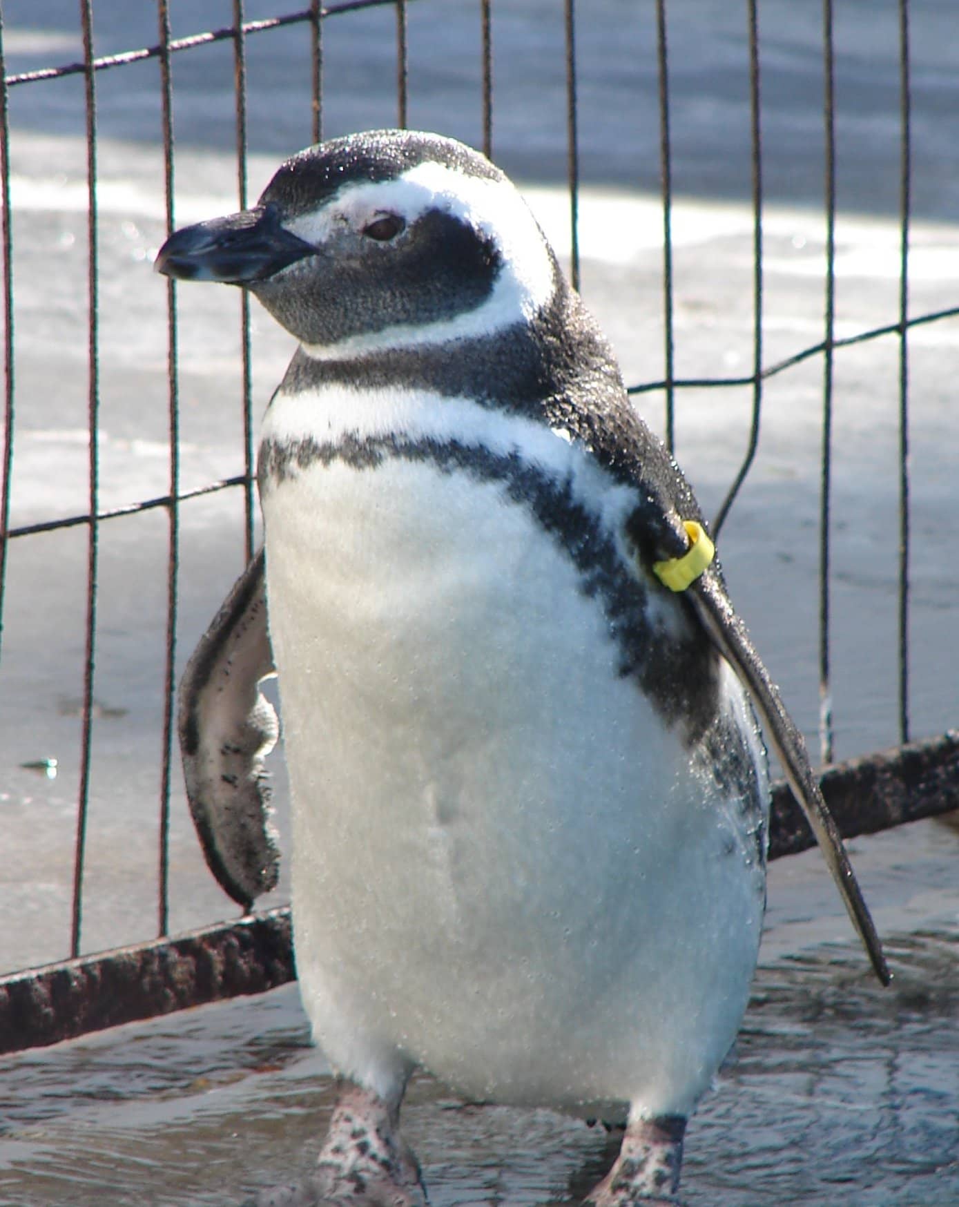 Animal Rehabilitation Center (CRAM)