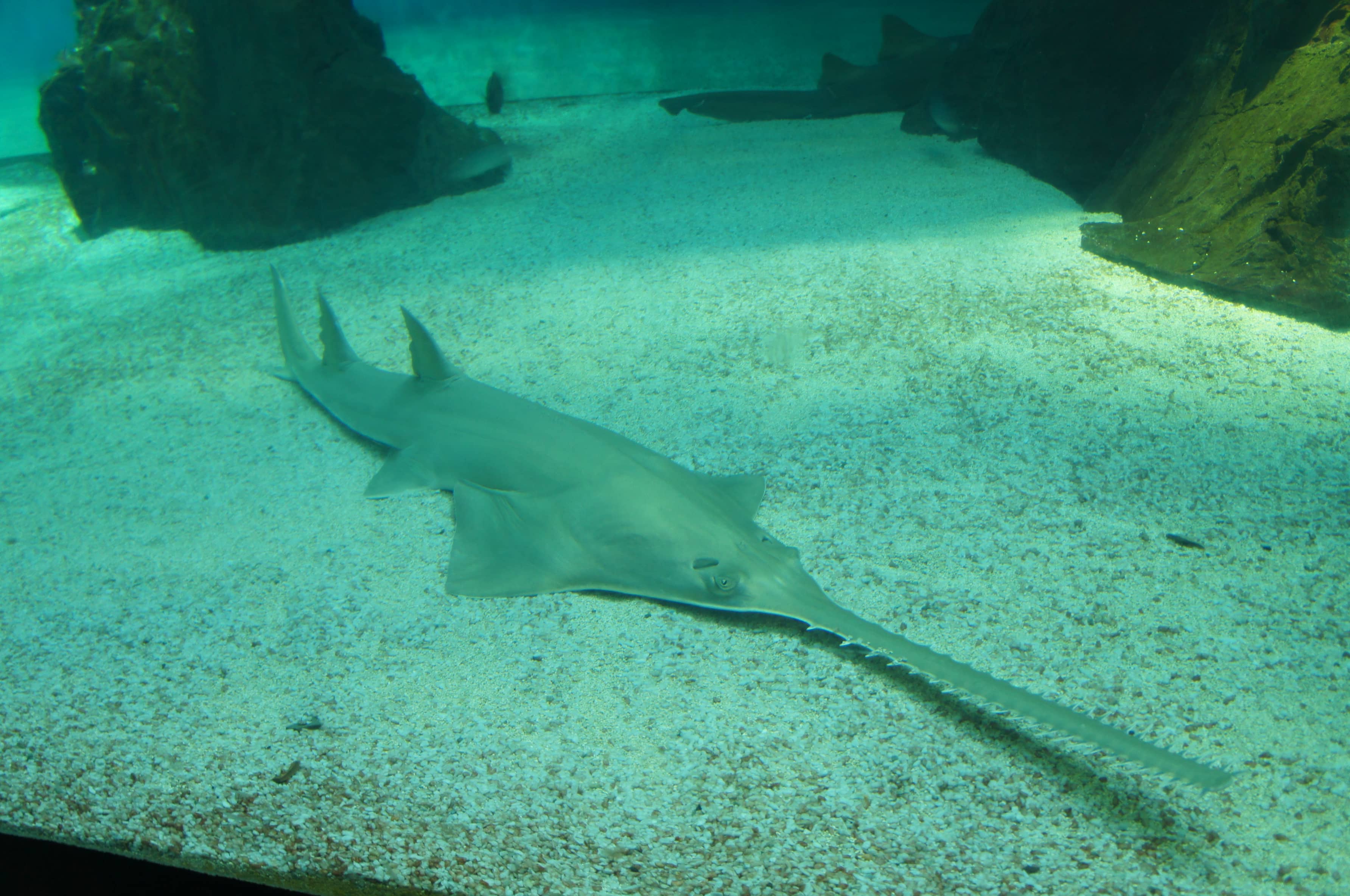 Shark Tank