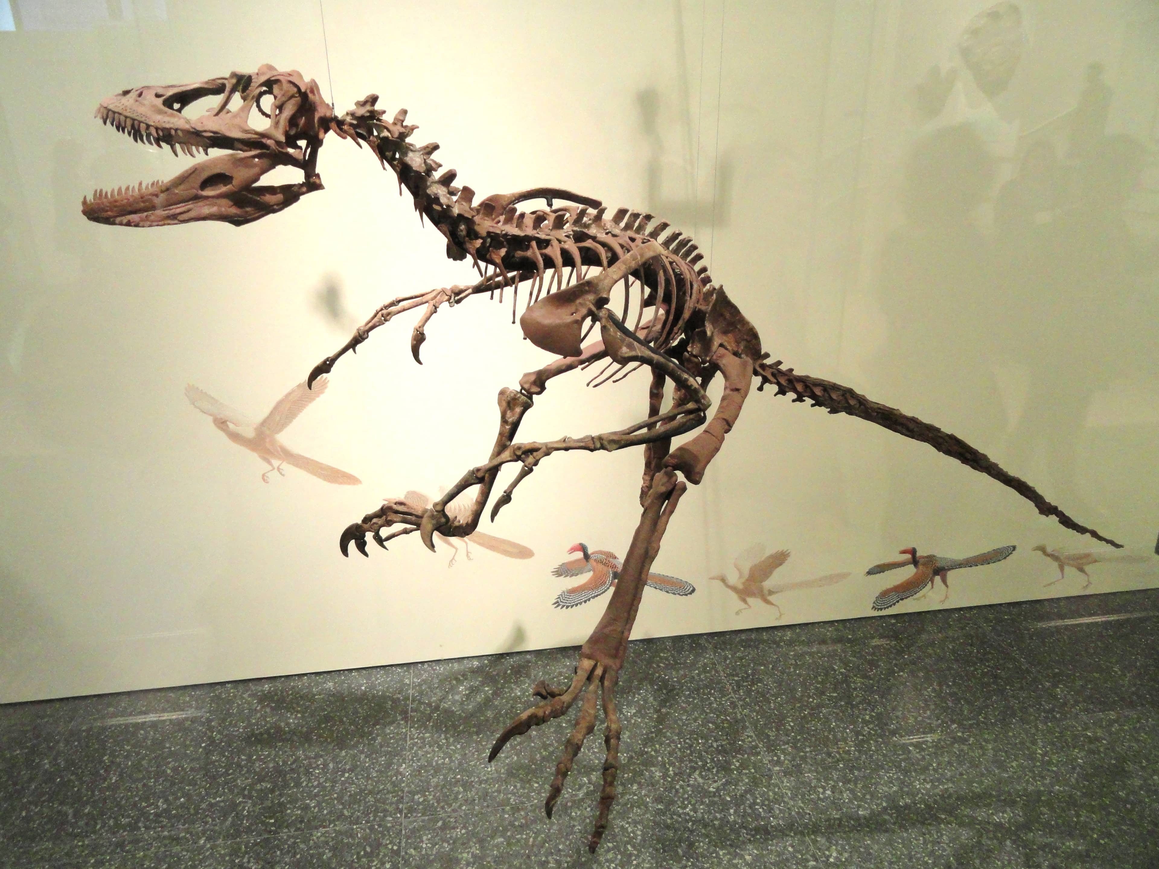 Dinosaur Skeletons