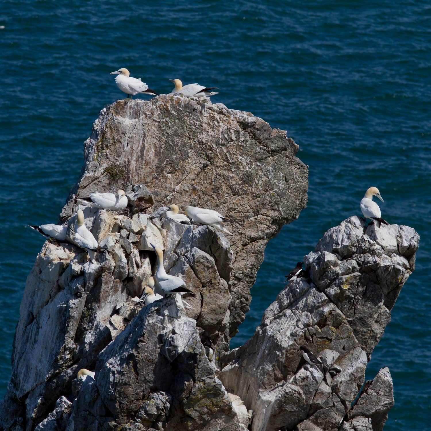 Sea Bird Colony