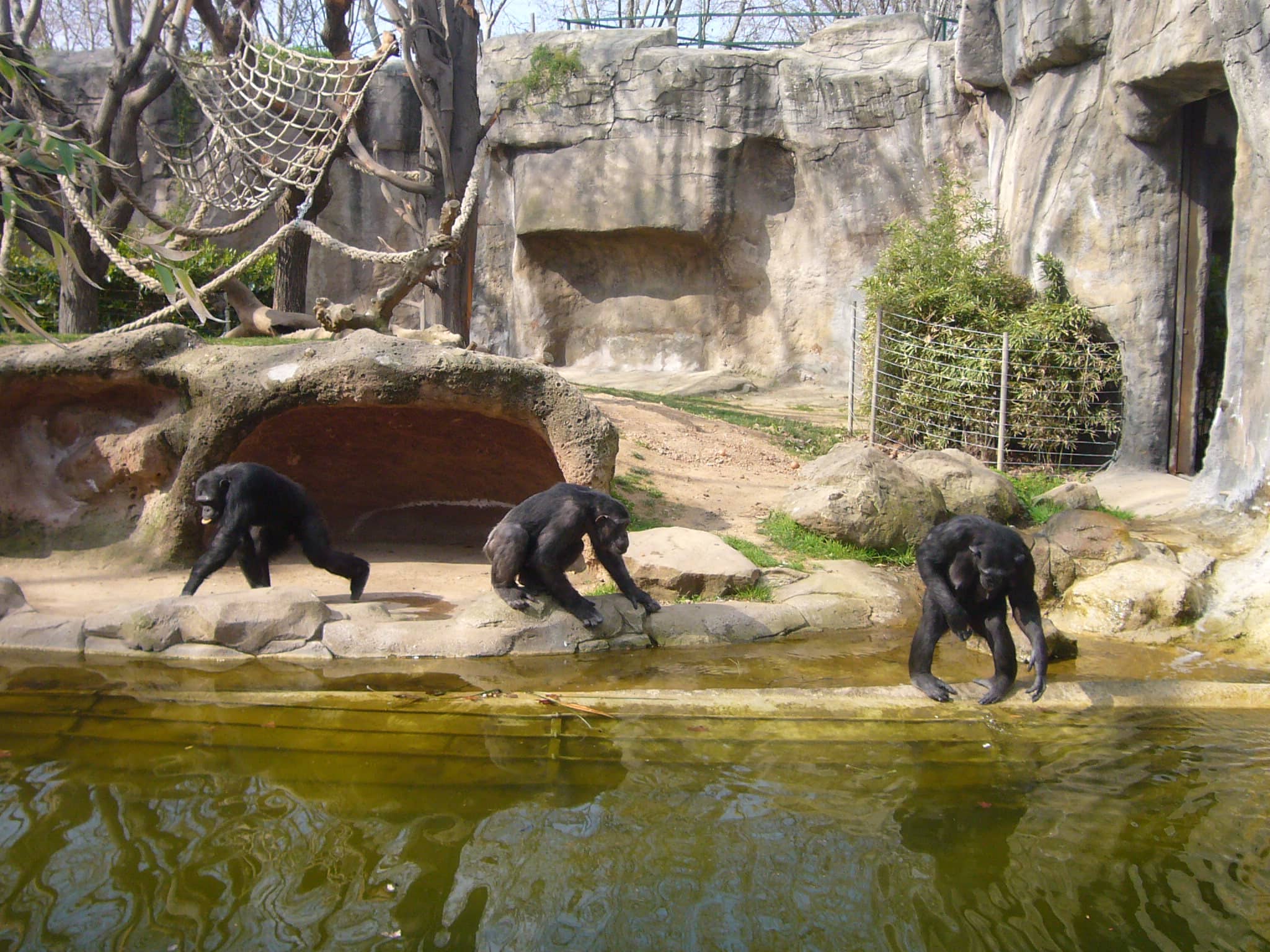 Chimpanzee Encounters