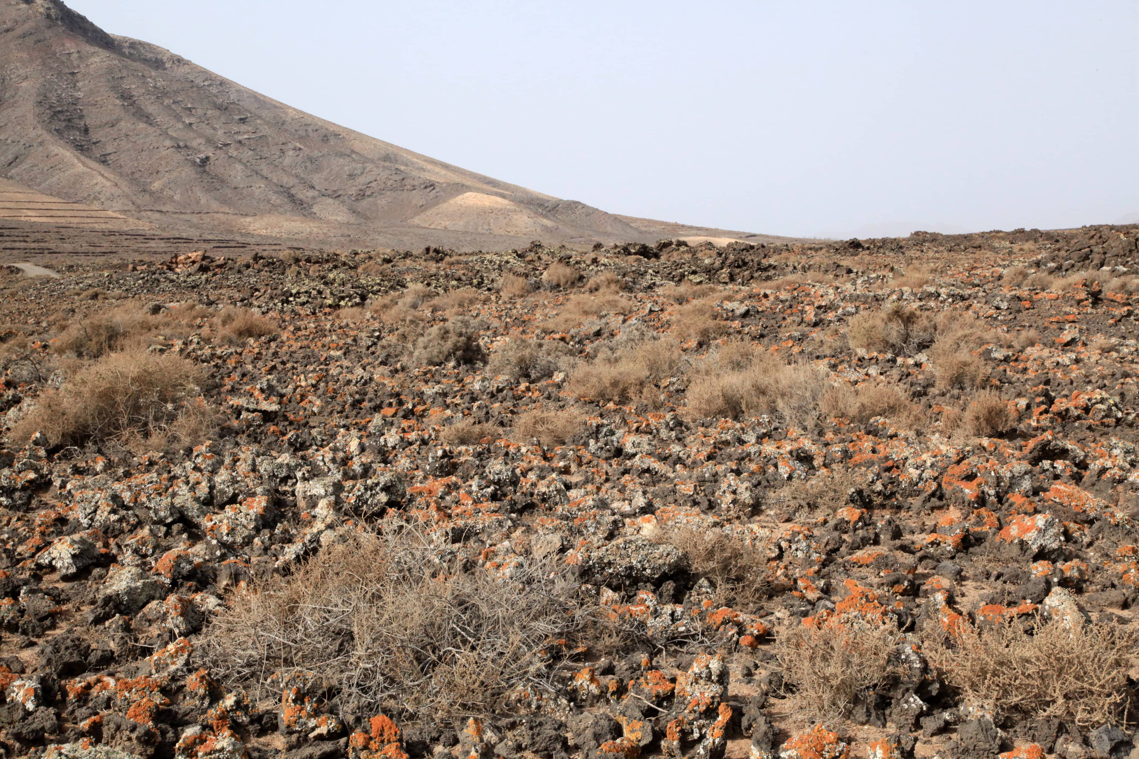 Mars-like Landscape