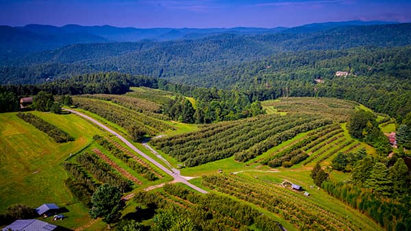 Apple Orchards
