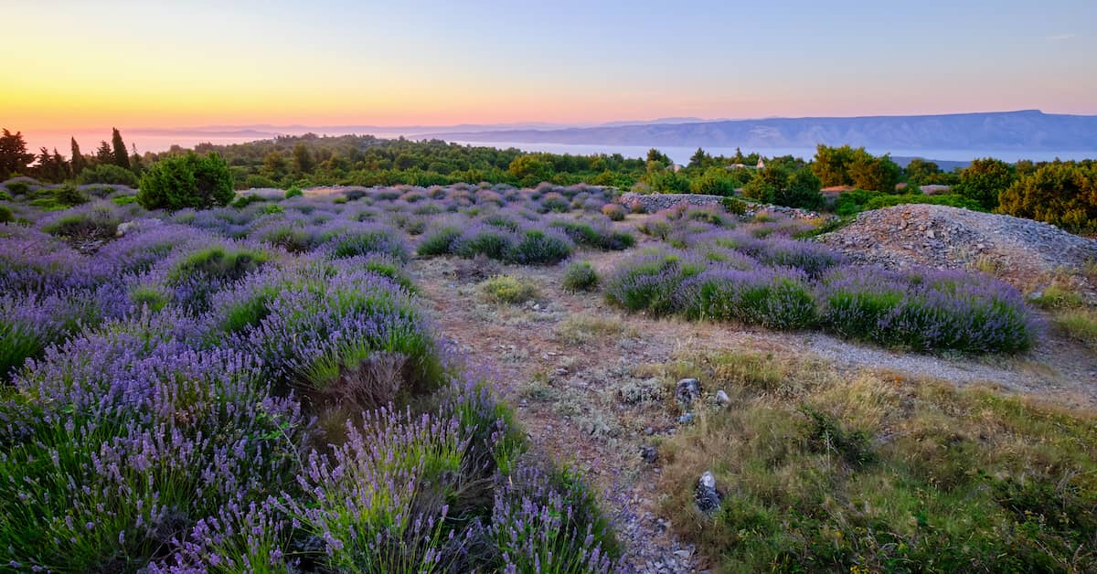 Hvar's Lavender Fields