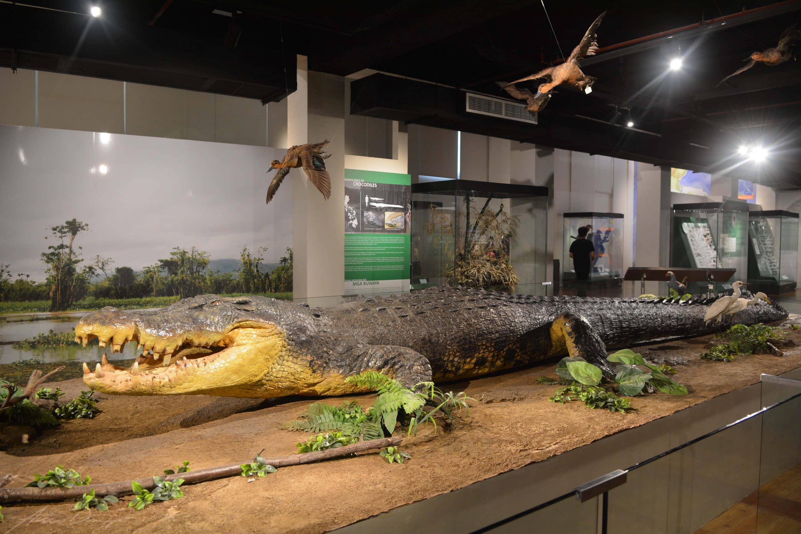 Philippine Biodiversity