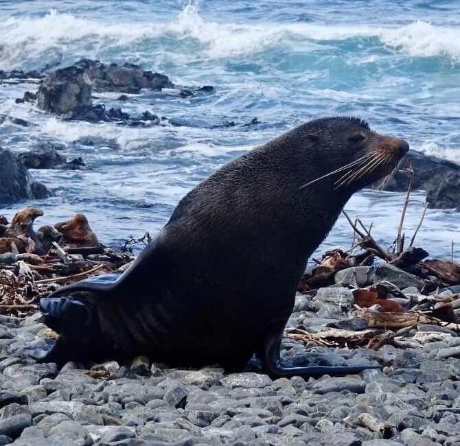 Coastal Walk & Seal Colony