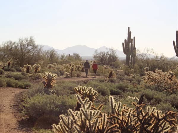 Sidewinder and Ocotillo Trails