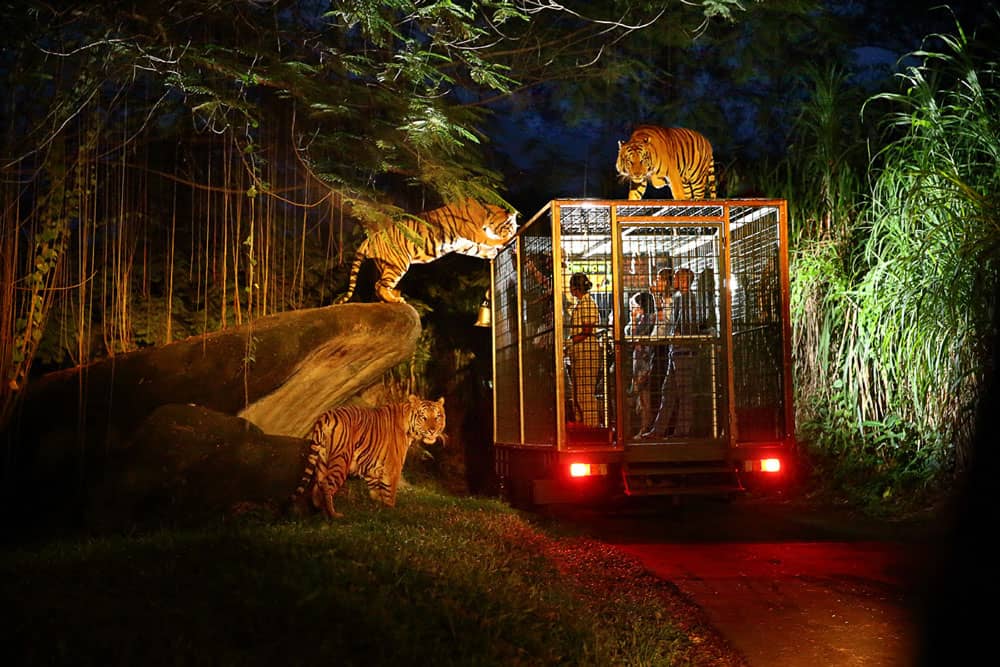 Night Safari Adventure