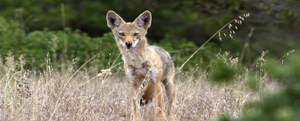 Wildlife Encounters