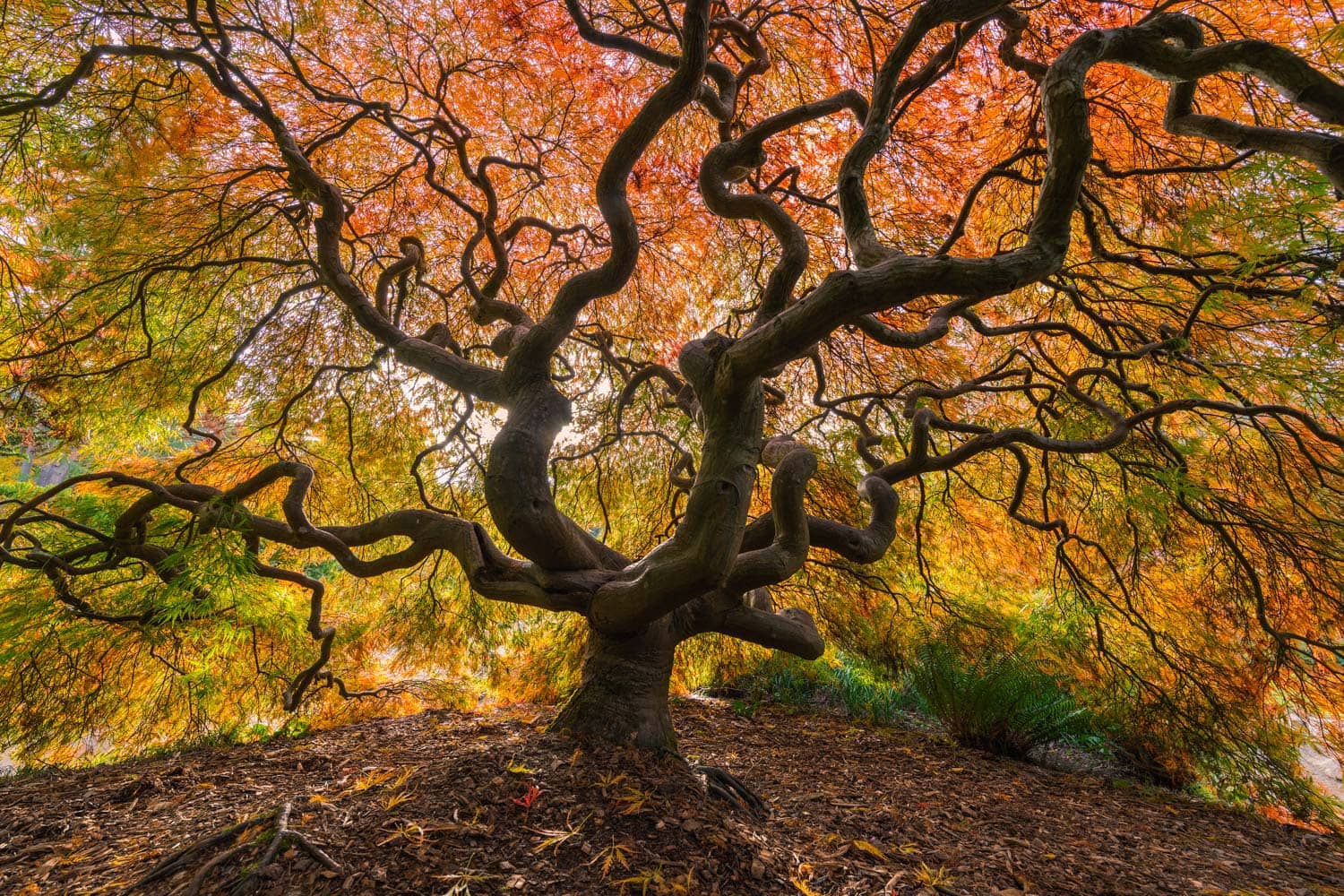 Japanese Maples
