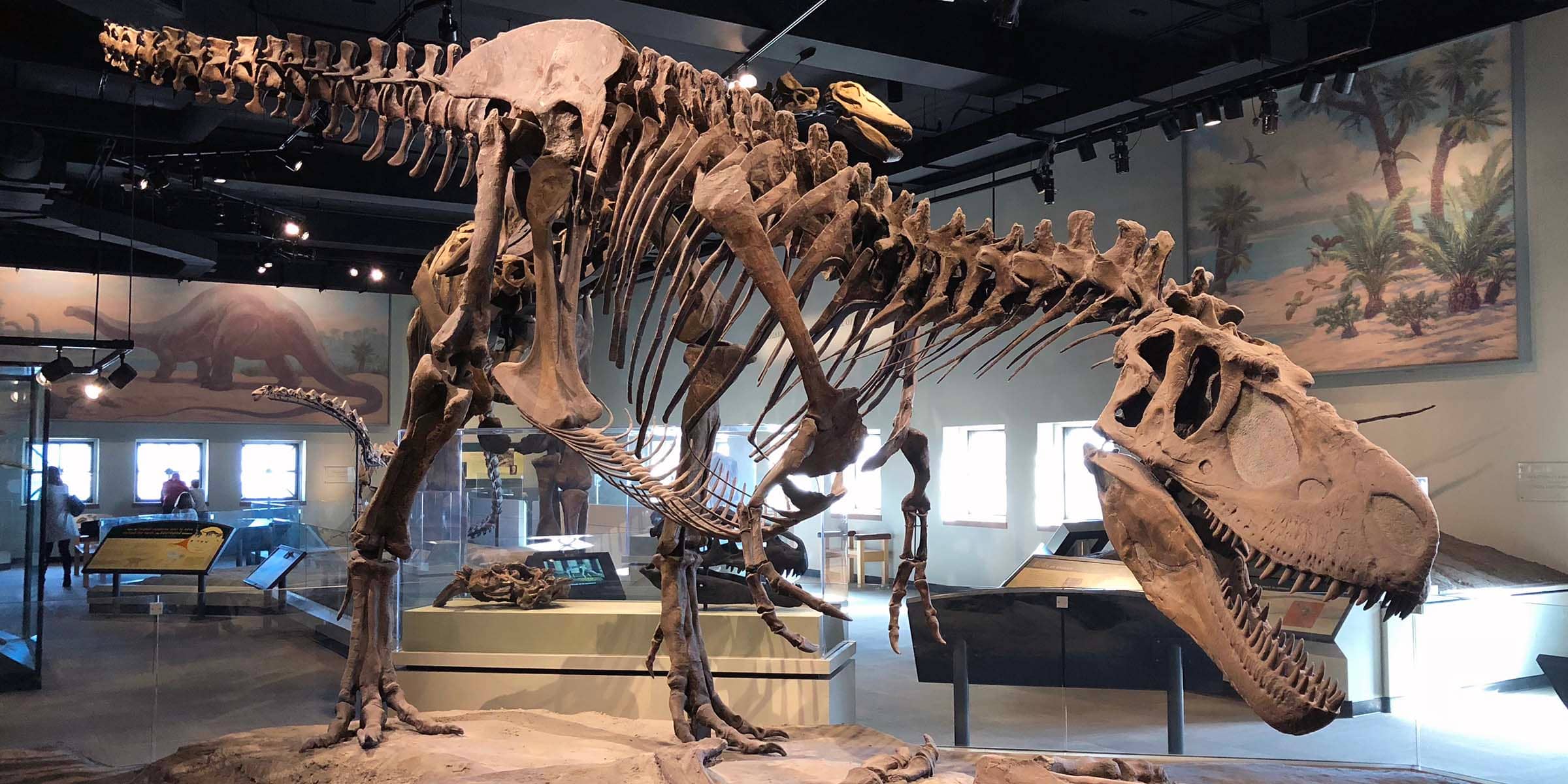 Dinosaur Skeletons