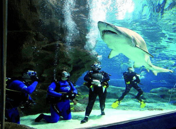 Shark Tank