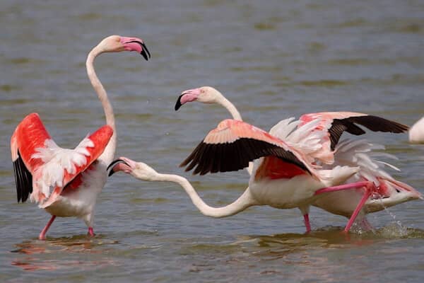 Birdwatching Hotspots
