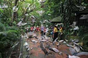 Walk-in Aviaries