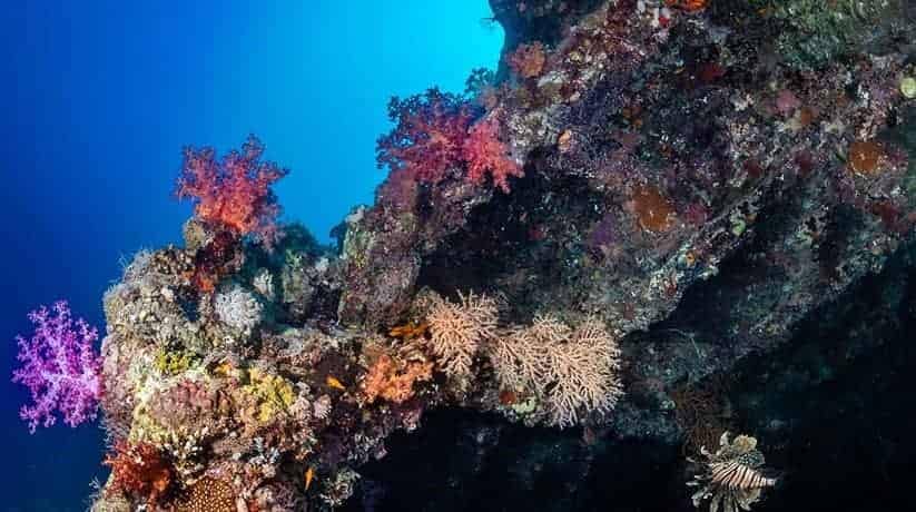 Coral-Covered Bow