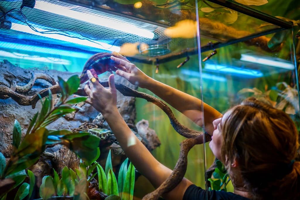 Animalia Section