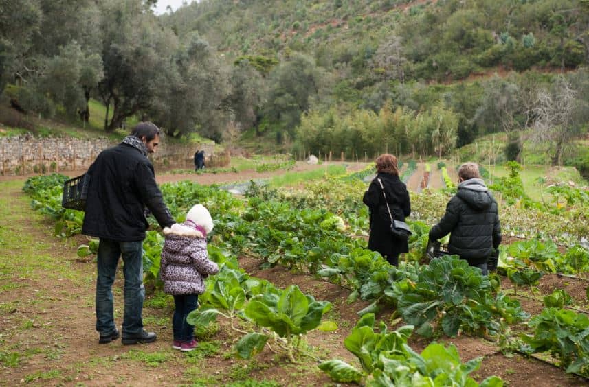 Organic Vegetable Gardens