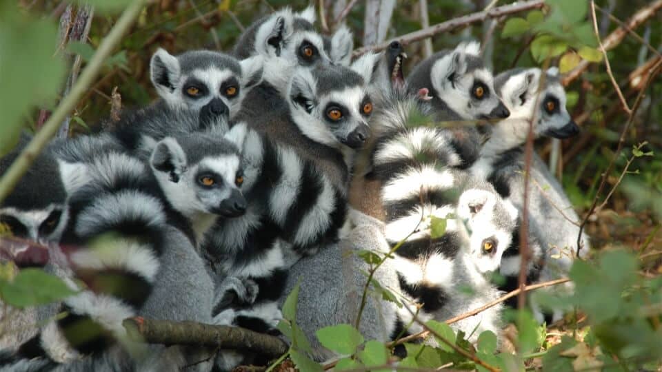 Fauna Park Walk