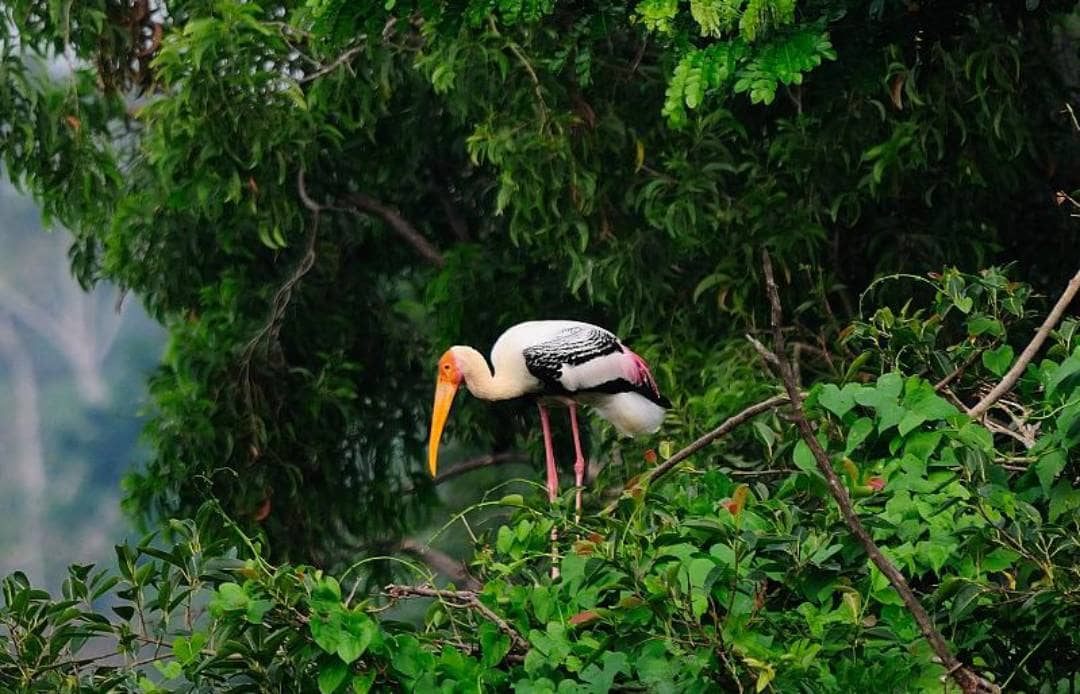 Birdwatching Haven