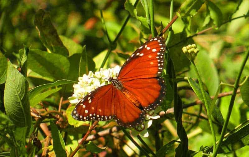 Welcome Center & Butterfly Garden