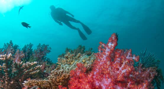 Vibrant Coral Reefs