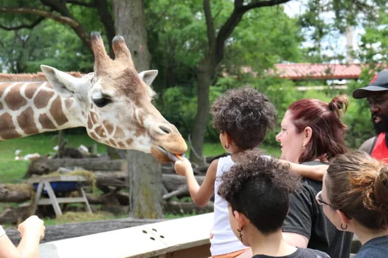 Giraffe Feeding