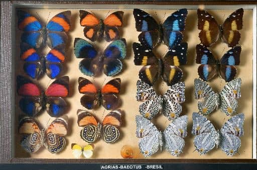 Insectarium