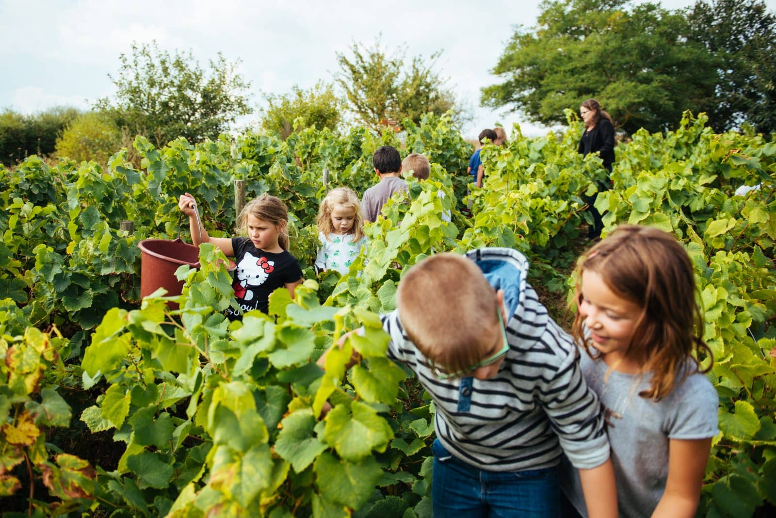 Family Grape Harvest
