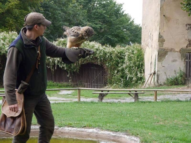 Bird of Prey Show