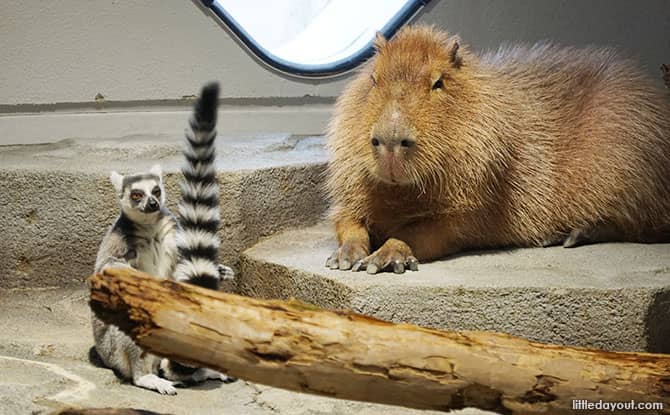 Interactive Mammal Exhibits