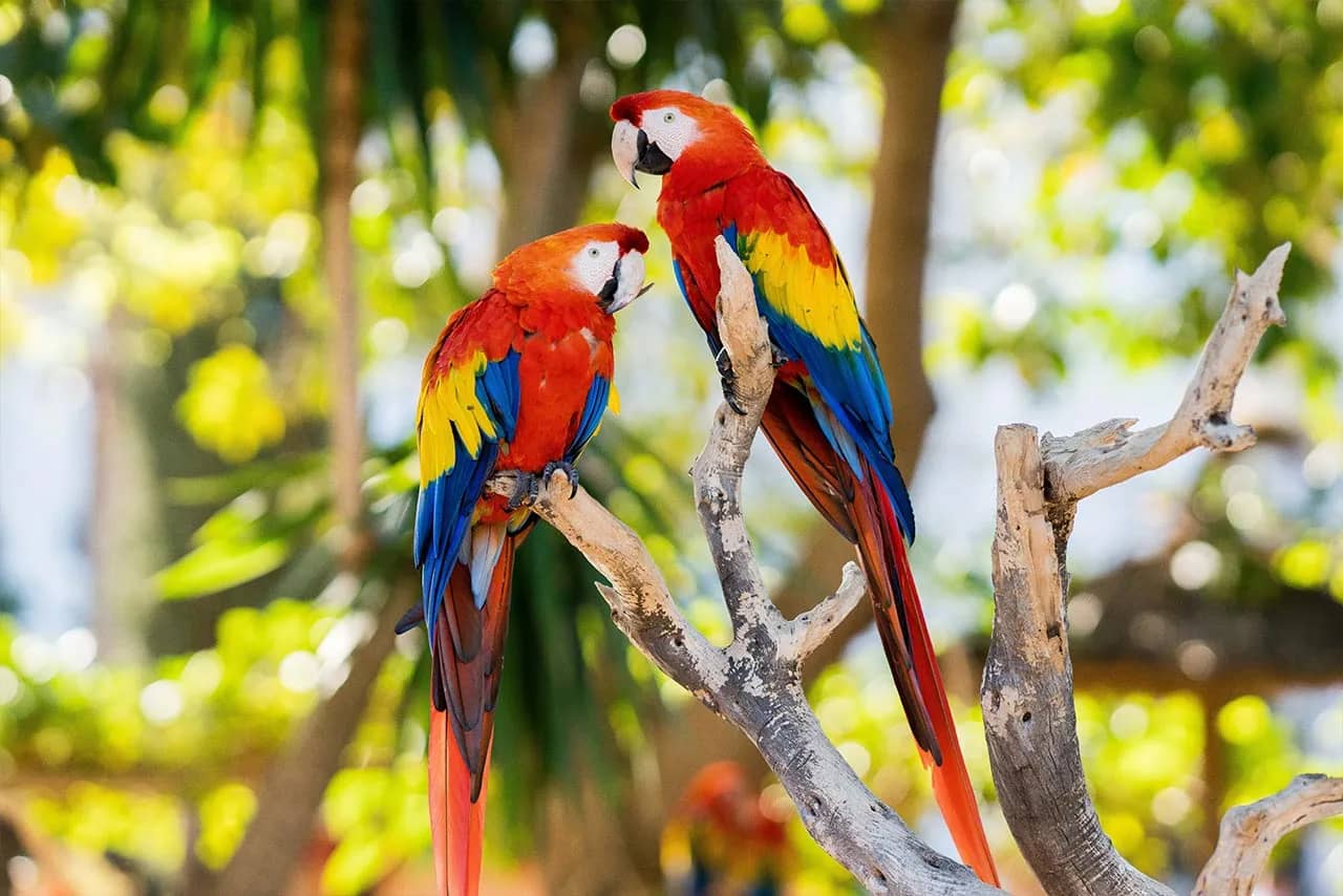 Aviary Encounters